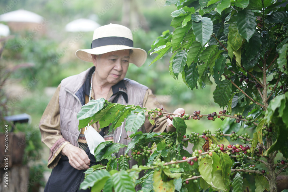 woman farmer gardener checking coffee berries plant quality. agriculture plantation