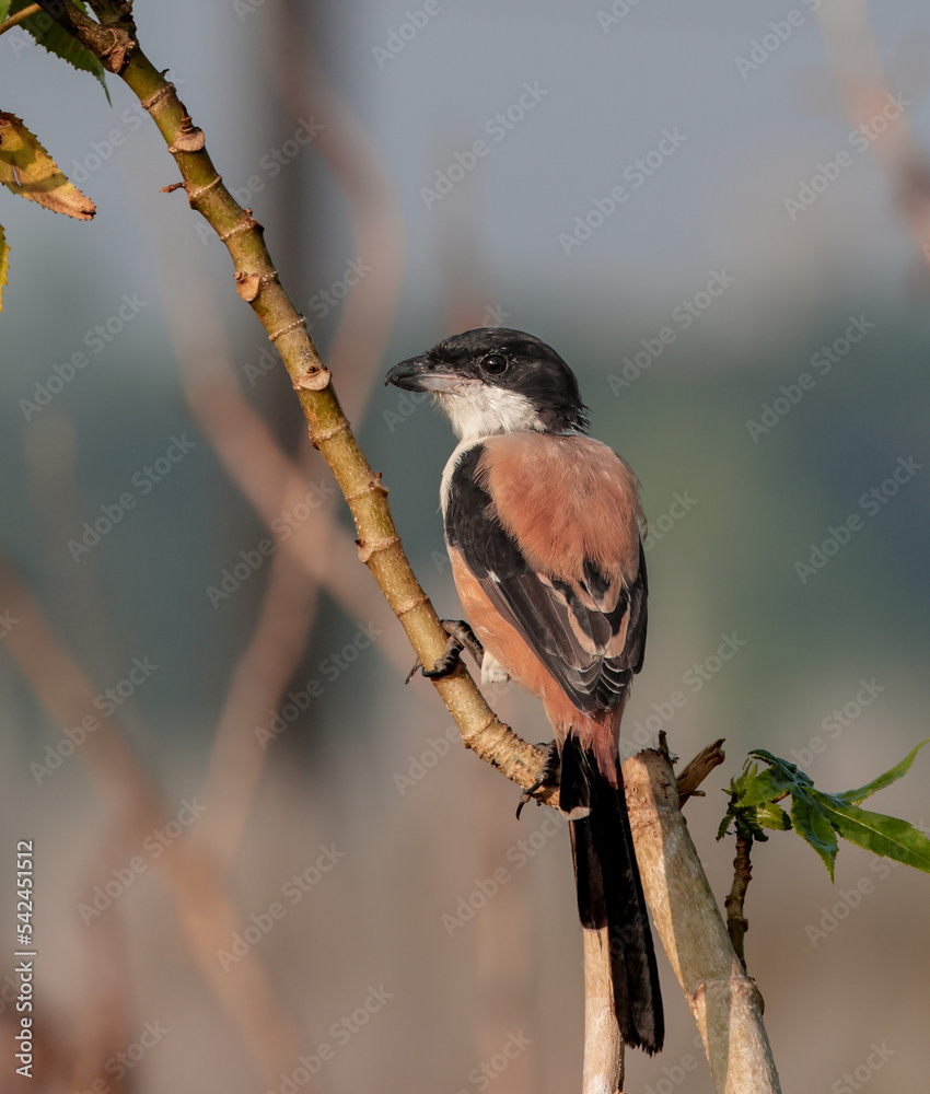 Naklejka premium long-tailed shrike or rufous-backed shrike.
