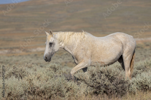 Beautiful Wild Horse in Summer in the Wyoming Desert