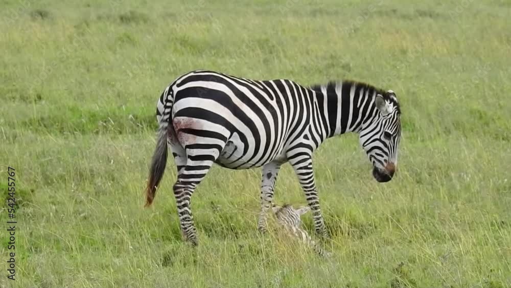 Grant's zebra newborn calf near its mother, Tanzania
Serengeti National Park, Tanzania, 2022
Grant's zebra newborn calf near its mother, Tanzania
Serengeti National Park, Tanzania, 2022