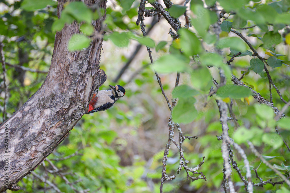 A great woodpecker on apple tree A great woodpecker on apple tree