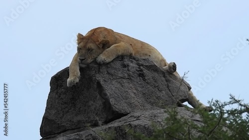  Lioness resting on a kopje top, Tanzania, Medium shot
Lioness resting on a kopje top, Serengeti National Park, Tanzania, 2022
 photo