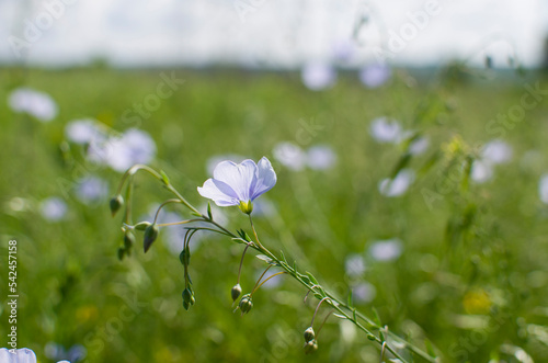 Fax blooms in the field, one flower