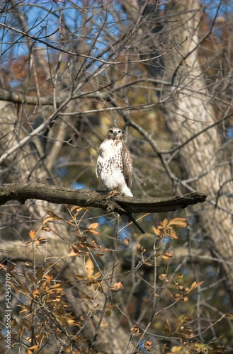Vertical closeup of a red-tailed hawk (Buteo jamaicensis) perched to a branch