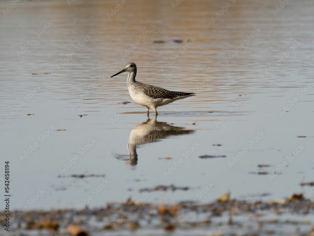 Closeup of a greater yellowlegs (Tringa melanoleuca) foraging in the sand of a lake shore Closeup of a greater yellowlegs (Tringa melanoleuca) foraging in the sand of a lake shore