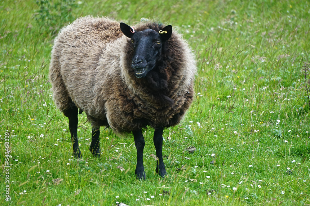 Mellon Udrigle, Scotland, UK: Shetland sheep on a farm on the west coast of Scotland. Its very fine wool is in the Moorit brown color. Mellon Udrigle, Scotland, UK: Shetland sheep on a farm on the west coast of Scotland. Its very fine wool is in the Moorit brown color.