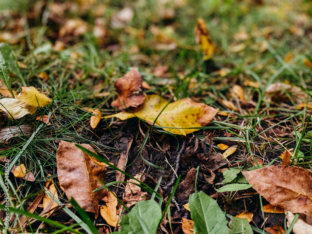 Closeup of yellow and orange leaves in the grass Closeup of yellow and orange leaves in the grass