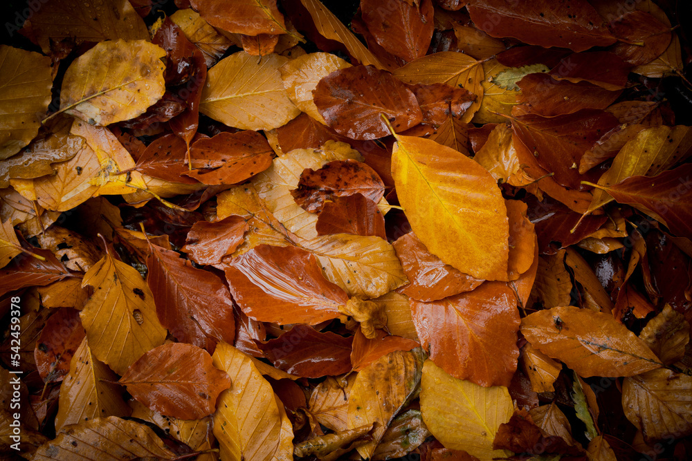 Wet autumn leaves on the ground Wet autumn leaves on the ground