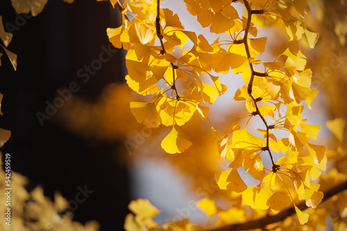 Ginkgo biloba in autumn, the yellow ginkgo leaves