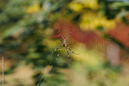 Joro spider on the sipder's web (Trichonephila clavata) photo