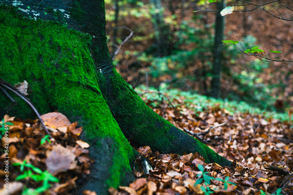 Majestic looking forest with big tree root covered in fresh, green moss. Woodland scenery in autumn. Majestic looking forest with big tree root covered in fresh, green moss. Woodland scenery in autumn.