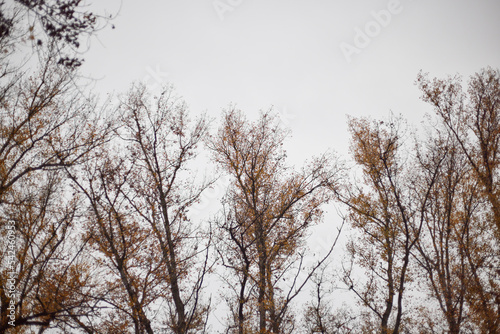 yellow autumn trees on a white sky background