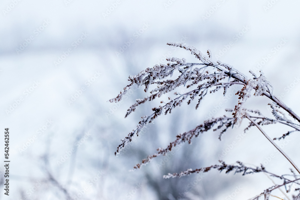 A branch of a dry plant is covered with frost and ice in winter