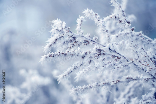 Beautiful fluffy frost on plants in winter