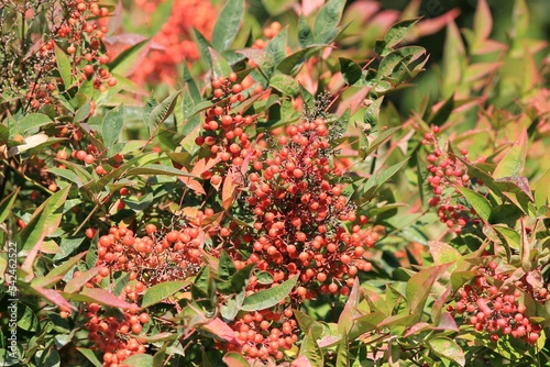 Red berries of Nandina domestica on bushes in autumn in the park
