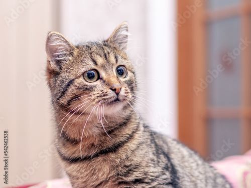 A brown tabby cat is looking intently at something in the room