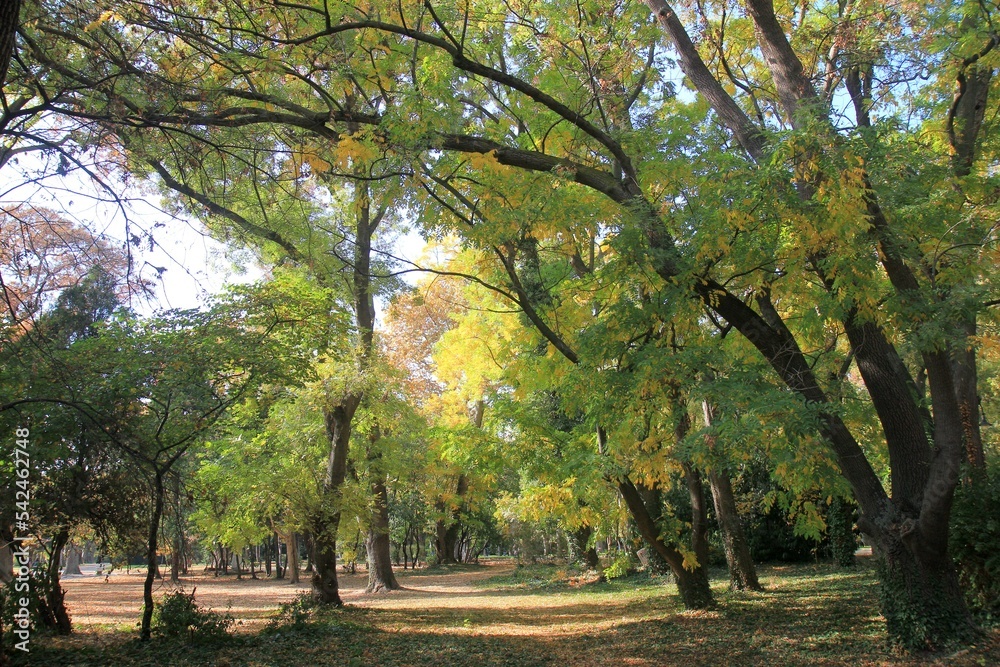 Naklejka premium Trees in the Seaside Park of Varna (Bulgaria) in autumn