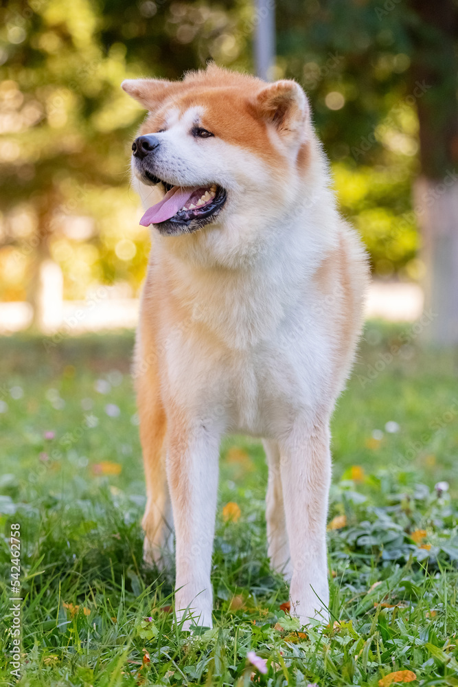 A dog of the breed shiba-inu stands in the park on the grass