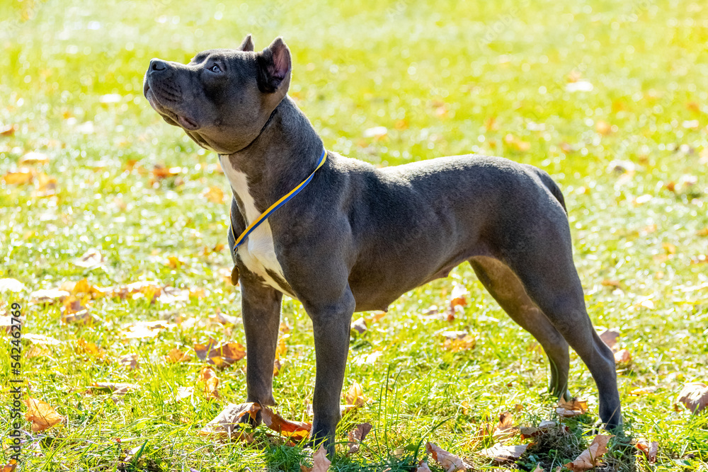 Large dog breed amstaff standing on the grass looking up in the park in sunny weather