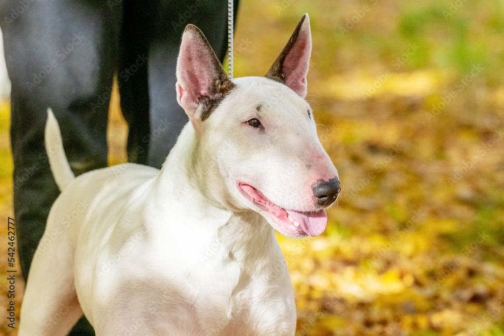White bull terrier dog close-up in the autumn park
