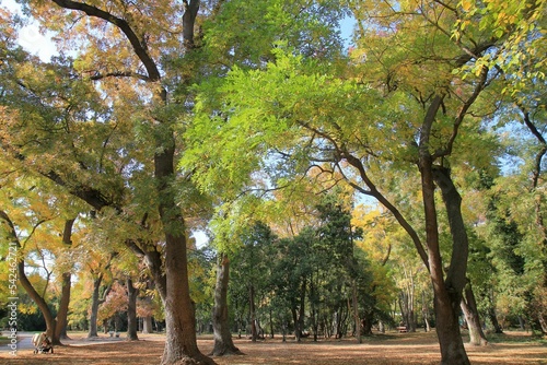 Trees in the Seaside Park of Varna  Bulgaria  in autumn 