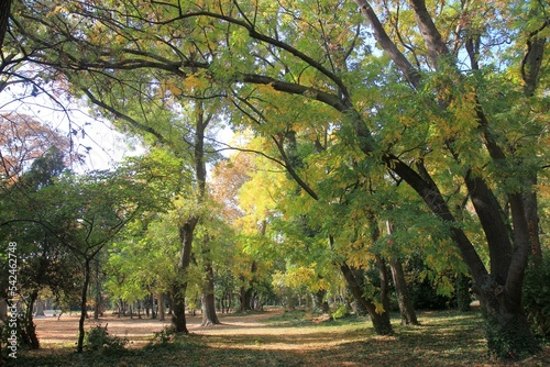 Trees in the Seaside Park of Varna (Bulgaria) in autumn 