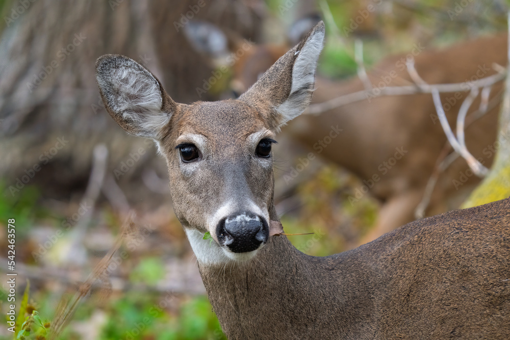 female deer has spotted you while eating in the woods female deer has spotted you while eating in the woods