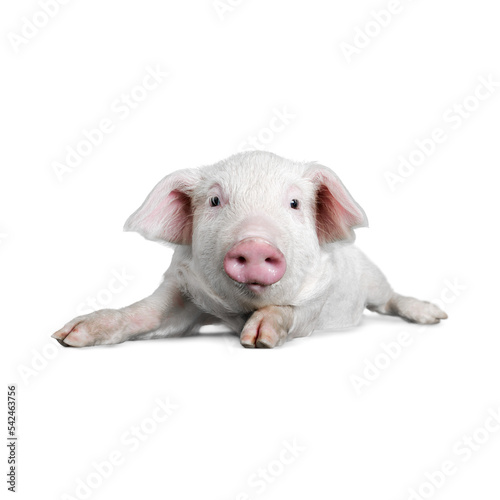 Fototapeta Naklejka Na Ścianę i Meble -  Pig PNG Format With Transparent Background