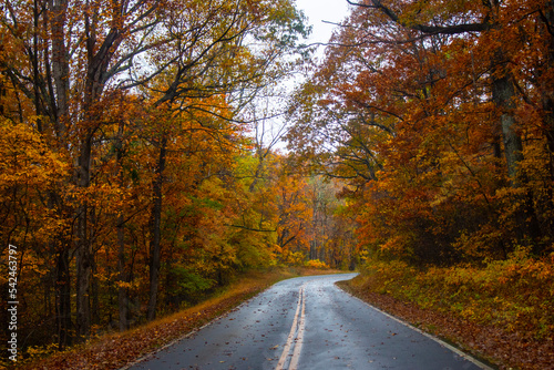 road in a autumn forest