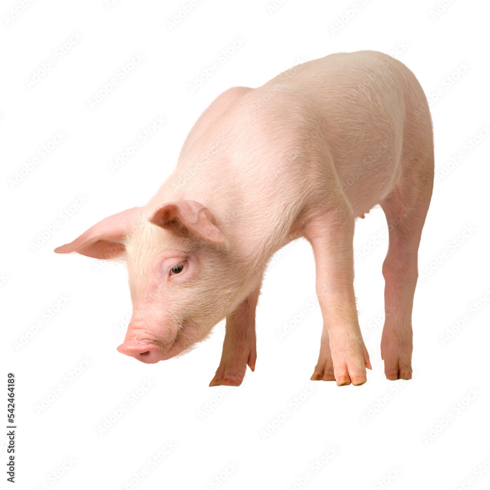 Pig PNG Format With Transparent Background Pig PNG Format With Transparent Background
