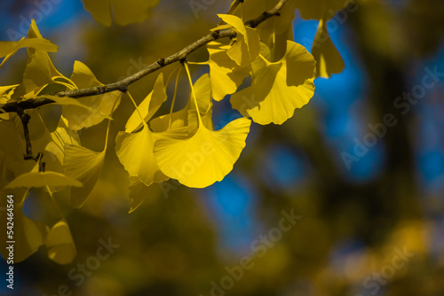 Leaves of ginkgo biloba. Yellow leaves of ginkgo biloba on a tree branch.