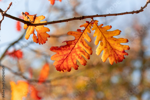 Last autumn oak leaves on a branch.