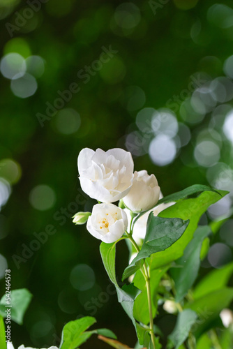 Close up of jasmine flowers in a garden.
