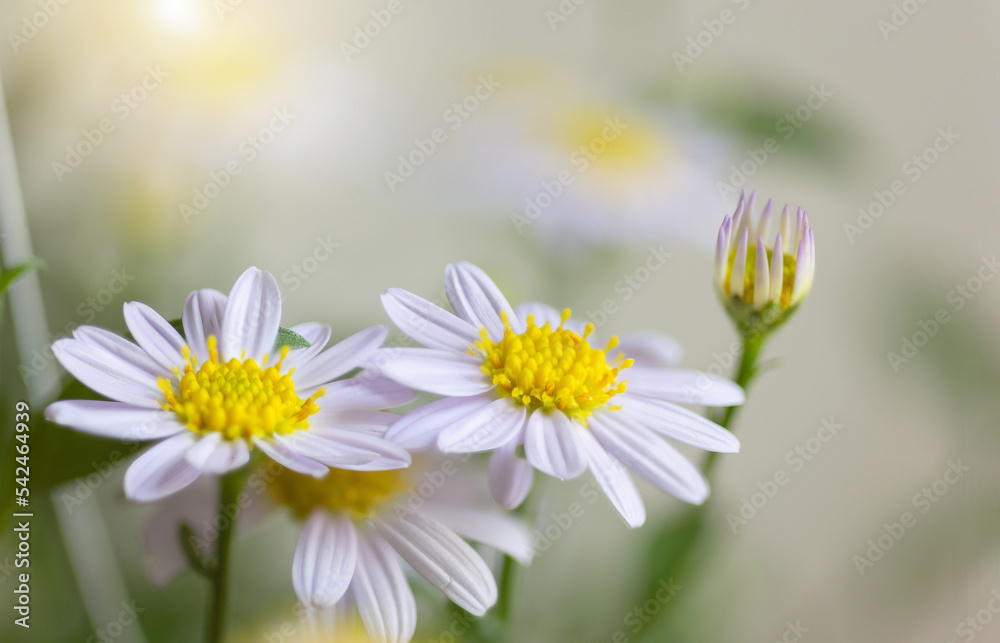Fototapeta premium closeup beautiful Daisy flower blossom background natural outdoor. Soft focus.