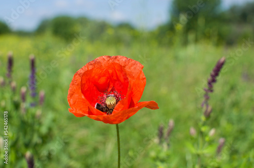 Red poppy flowers against the gree background.