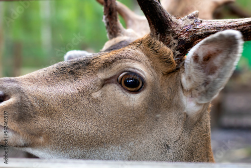 A close-up deer that stands sideways. The eye and face of a deer
