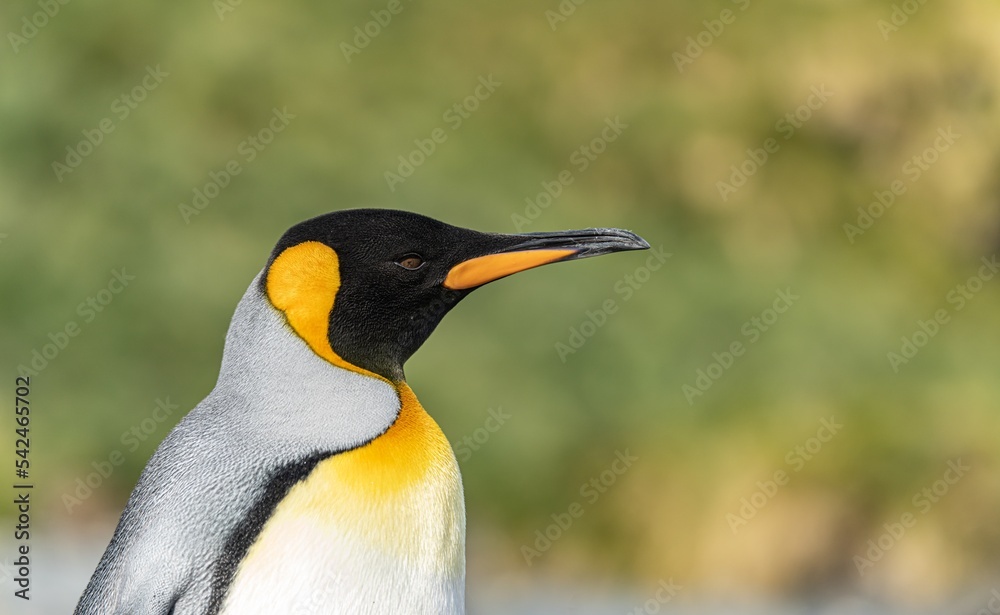 Fototapeta premium seitliche Nahaufnahme vom Kopf eines Königspinguins vor grünem Hintergrund
