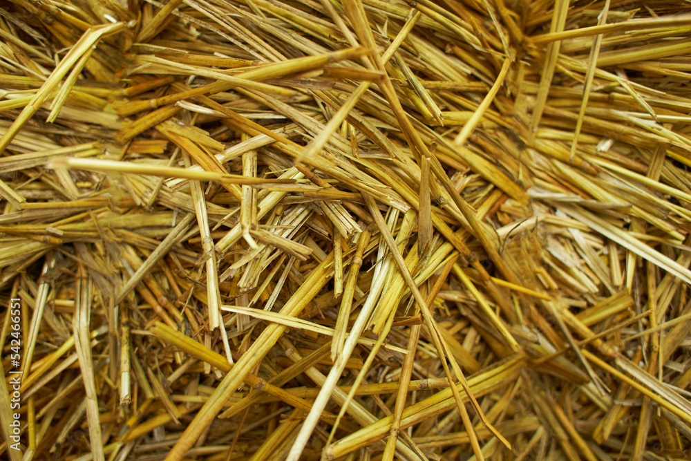 Close up of bright straw. Yellow dry background texture Close up of bright straw. Yellow dry background texture