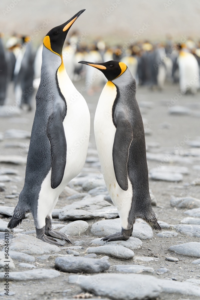 Fototapeta premium Königspinguin Kolonie Gold Harbour - landschaftlich reizvolle Bucht auf Südgeorgien 