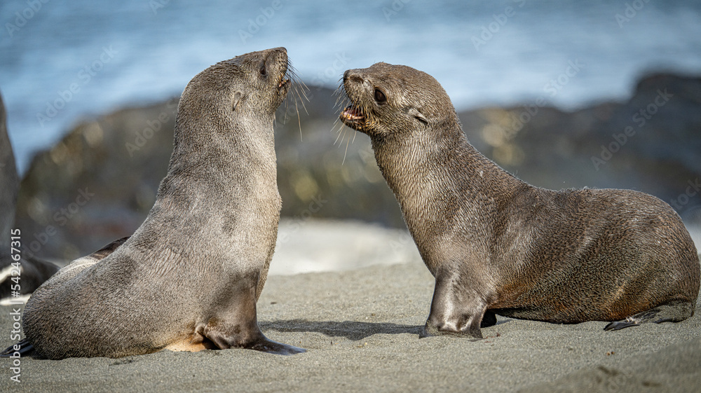 Fototapeta premium zwei junge Antarktische Seebären / antarktische Pelzrobbe (Arctocephalus gazella) spielen in Südgeorgien in ihrer natürlichen Umgebung am Strand