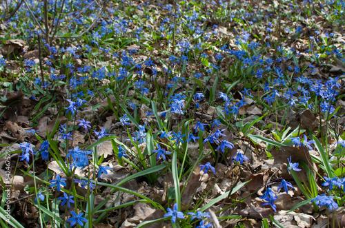 First spring flowers - beautiful bluebells, close view.