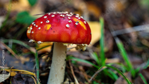 An amanita muscaria fly mushroom growing in the forest