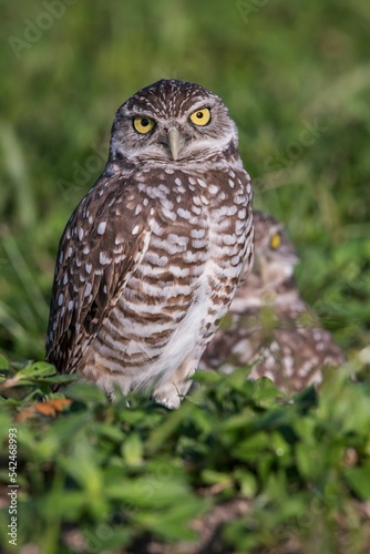 Vertical shot of a burrowing owl with bright yellow eyes