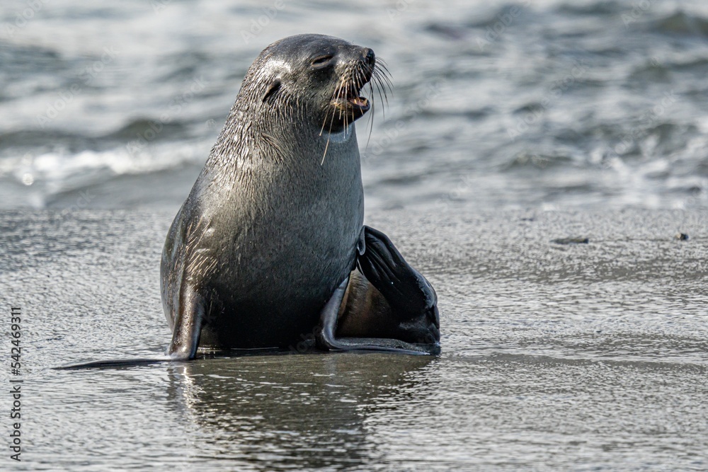 Fototapeta premium Junger x Antarktischer Seebär / antarktische Pelzrobbe (Arctocephalus gazella) in Südgeorgien in seiner natürlichen Umgebung