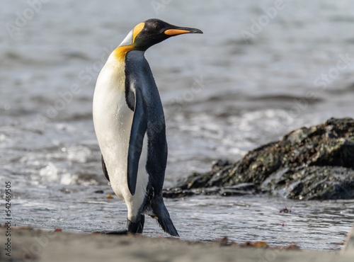 K  nigspinguin Kolonie Gold Harbour - landschaftlich reizvolle Bucht auf S  dgeorgien 