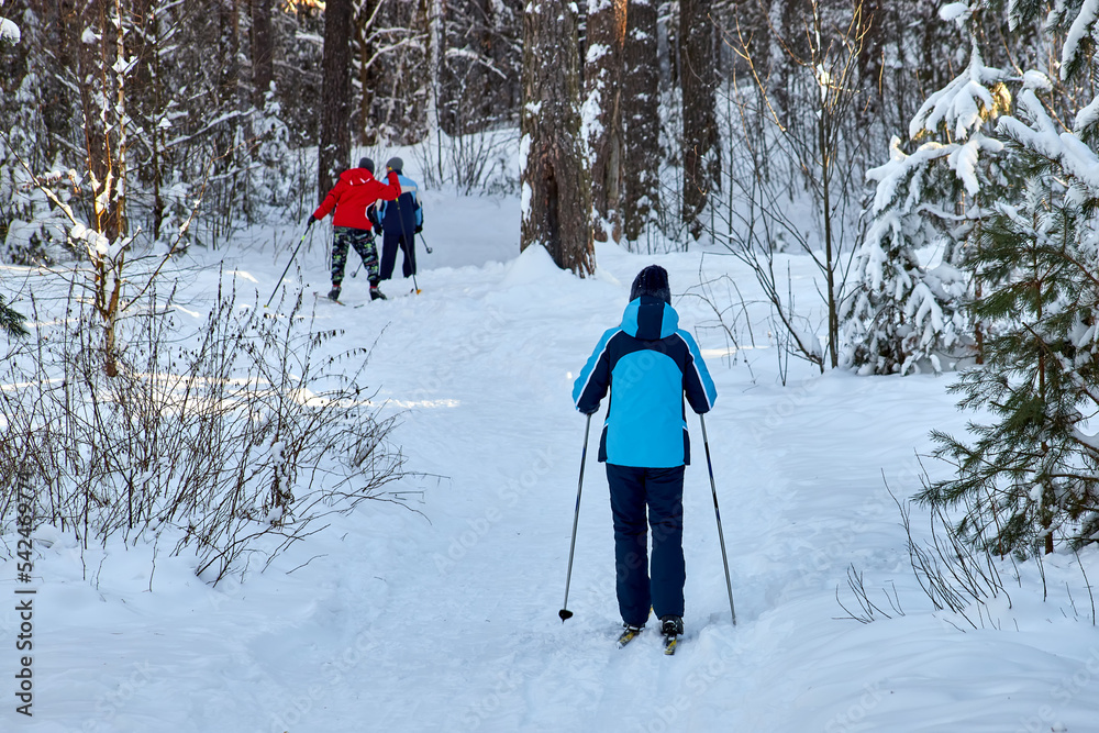 People cross-country skiing in the wintry forest.