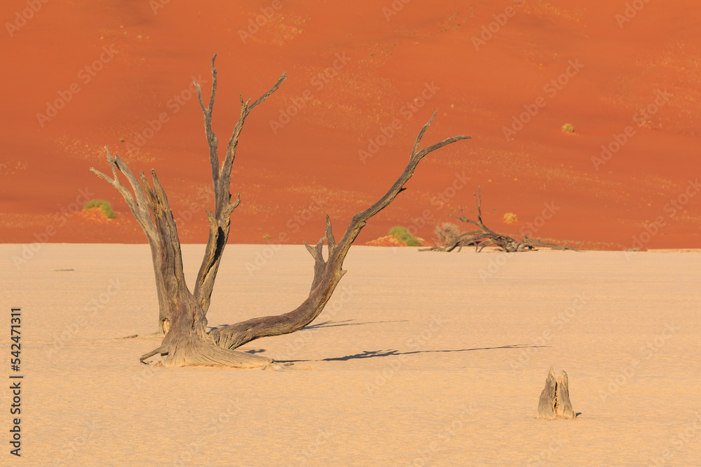 Deadvlei, white clay pan located inside the Namib-Naukluft Park in Namibia.Africa. Deadvlei, white clay pan located inside the Namib-Naukluft Park in Namibia.Africa.