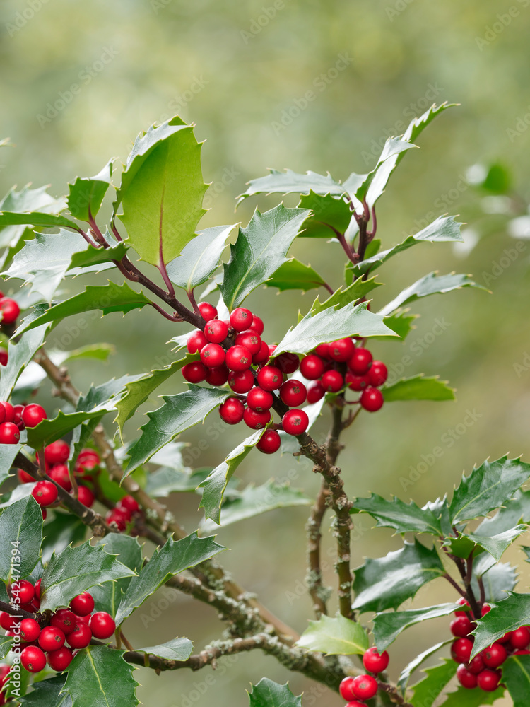 (Ilex aquifolium) Holly 'Green Alaska', bushy shrub, cultivar of common holly with spiny dark green foliage and spherical, shiny red berries used for Christmas decoration