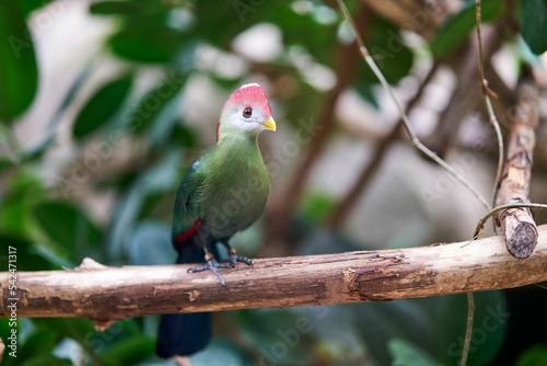 Red-crested turaco on a tree branch in the Papiliorama Zoo in Switzerland © Flo52/Wirestock Creators