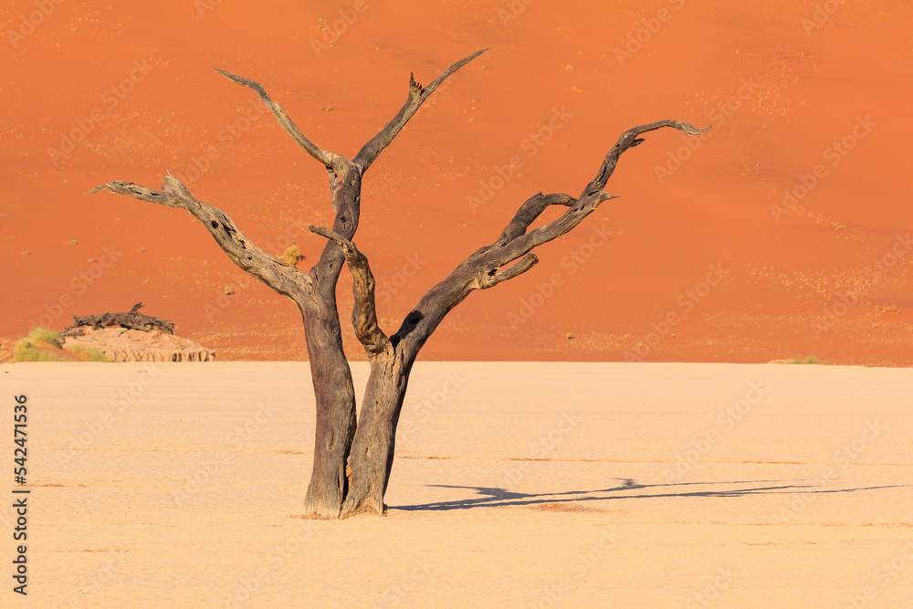 Deadvlei, white clay pan located inside the Namib-Naukluft Park in Namibia.Africa. Deadvlei, white clay pan located inside the Namib-Naukluft Park in Namibia.Africa.